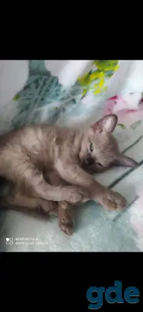 Котята Сфинкс, фотография 2