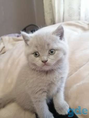 Котята Британские, фотография 5