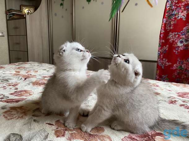 Шотландские котята, фотография 2