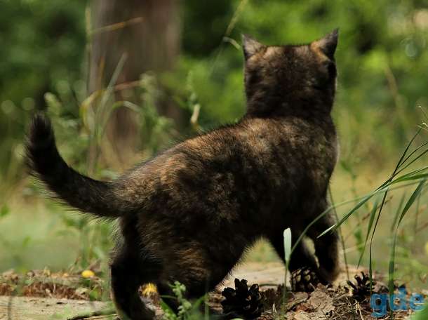 Британский котенок черепахового окраса, фотография 4