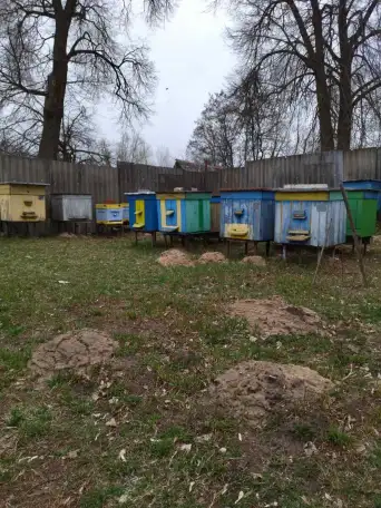 Продам пчелосемьи миролюбивые-медоносные, фотография 1
