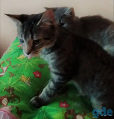 Котята в дар, в добрые руки, фотография 2