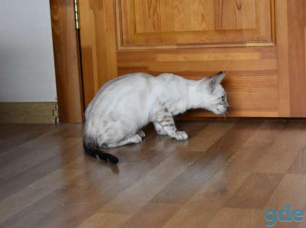 Бенгальские котята, фотография 4