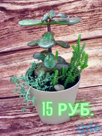 цветы комнаные, фотография 3