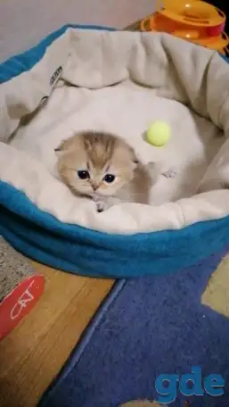 Продажа шотландского котенка, фотография 1