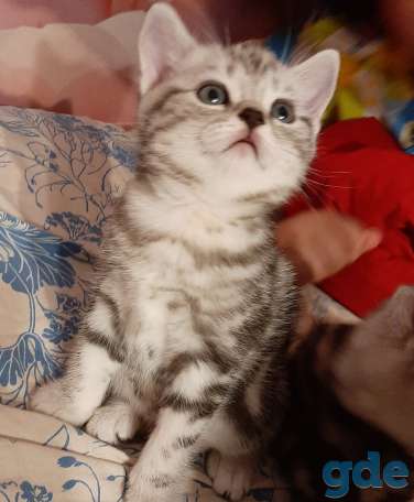 Шотландские котята, фотография 3