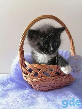 Котенок и его мама ищут дом, фотография 1