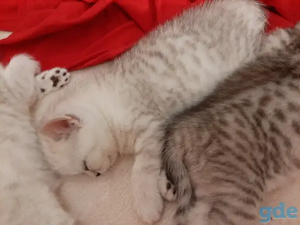 Шотландские  вислоухие котята, фотография 2