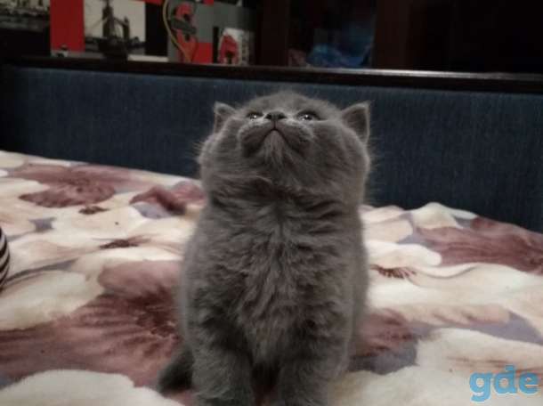 Милые ШОТЛАНСКИЕ КОТЯТА, фотография 8