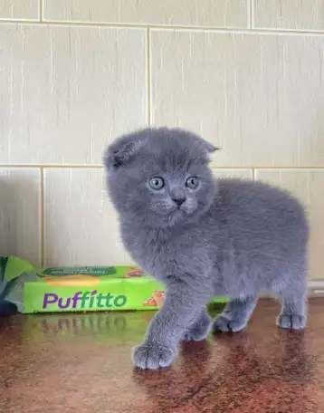 Шотландские котята, фотография 6