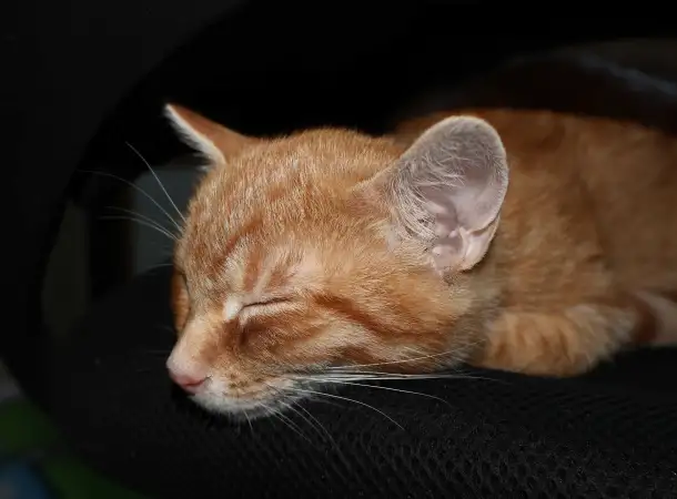 Домашний котенок 4 мес. Любит спать на ручках, добрый, очень нежный, фотография 4