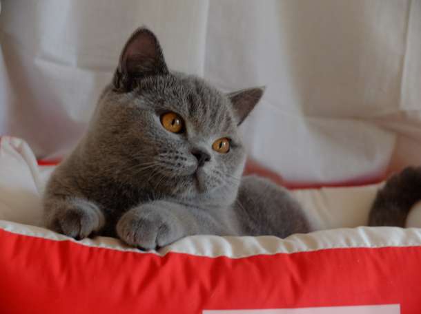 Британские  котята, фотография 4