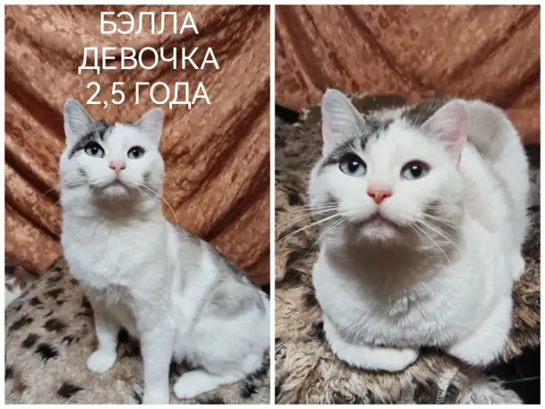 ПОЖАЛУЙСТА, НЕ ПРОХОДИТЕ МИМО!!!, фотография 4