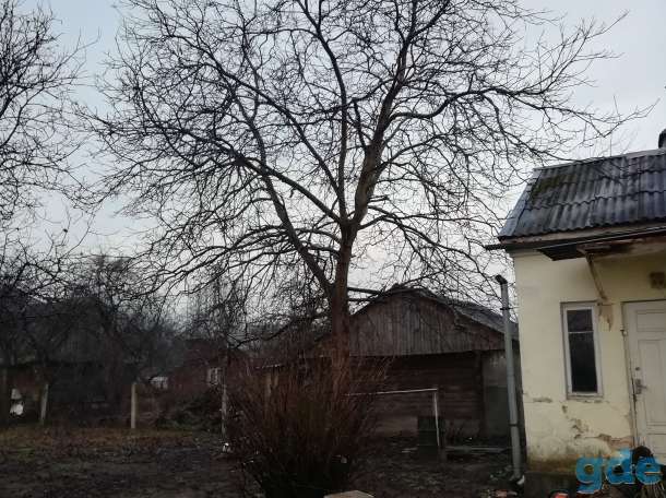 Спилить, обрезать, удалить дерево, фотография 1