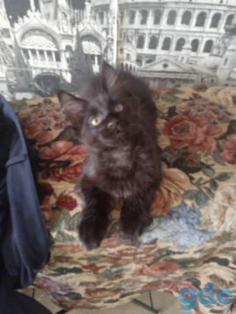 Продажа котят Мейн кун, фотография 2