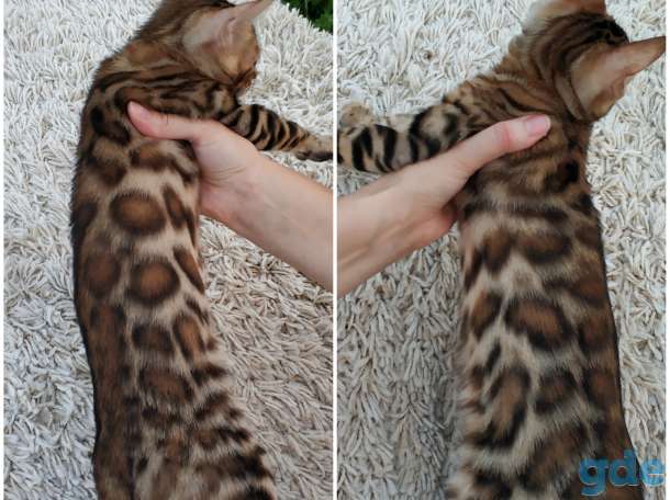 Бенгальский котенок, фотография 6