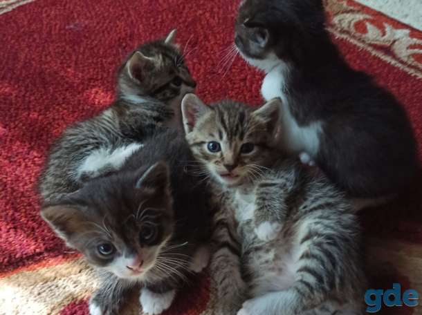 Котята ищут дом и любящих хозяев, фотография 9