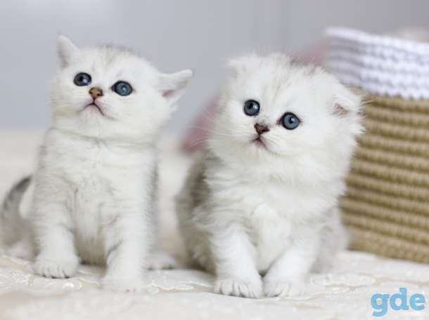 Продаются шотландские котята, фотография 5