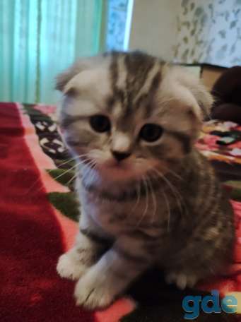 Шотландский вислоухий котенок, фотография 2