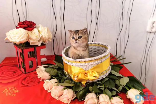 Шотландские котята, фотография 2