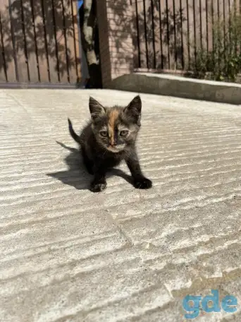 Котёнок (1 мес) в дар, фотография 4