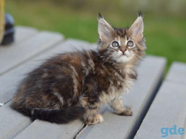 Мейн Кун котята, фотография 8