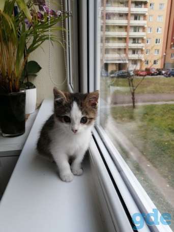 Котенок ищет дом, фотография 2
