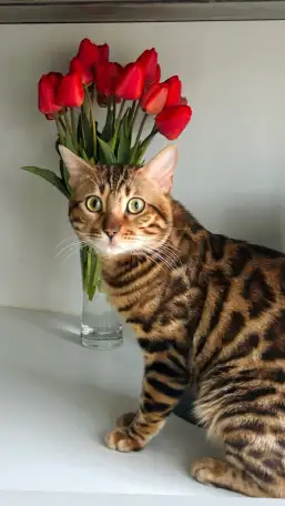 Вязка бенгальских кошек, фотография 7