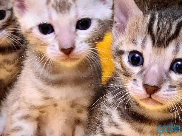 Бенгальские котята, фотография 4