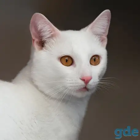 Котик в дар, фотография 1