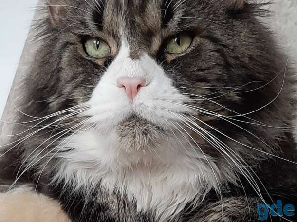 Котята мейн-кун 3 месяца, фотография 10
