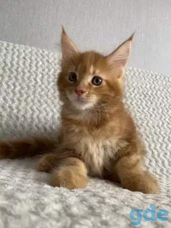 Котенок мейн кун, фотография 3