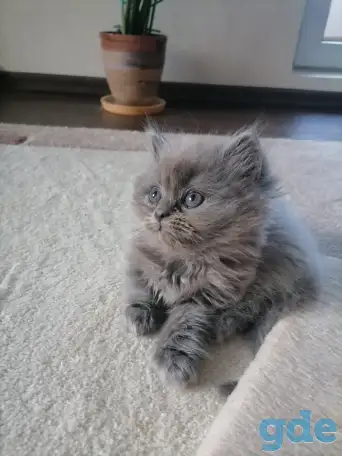 Британские котята, фотография 1