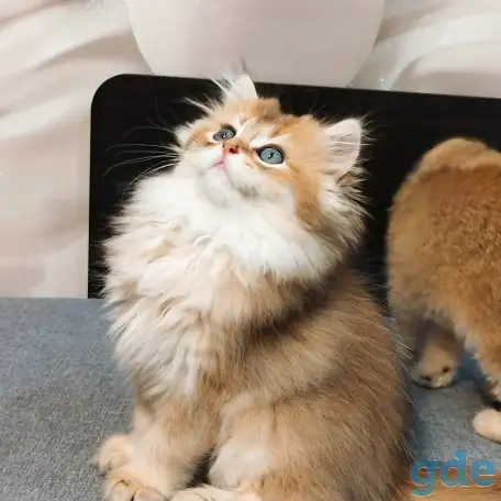 Шотландский мальчик, фотография 1