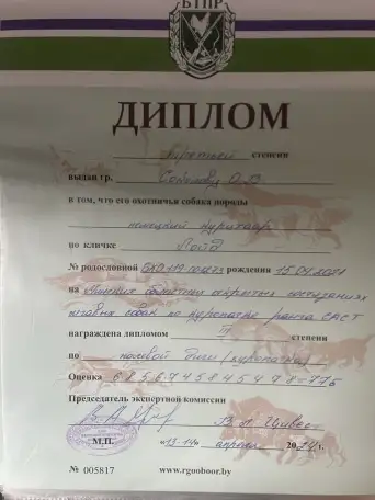 Щенки Курцхаара, фотография 10
