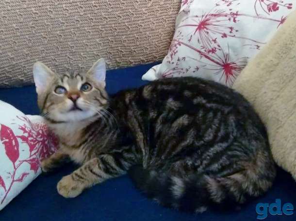 Котёнок в добрые руки, фотография 3