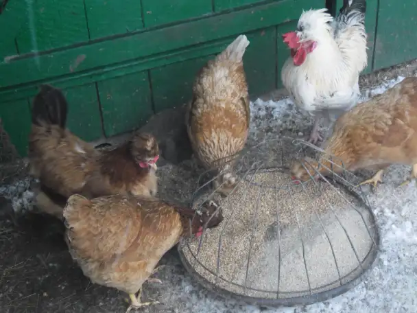 Инкубационные яйца кур породы  Русская хохлатая   ., фотография 2