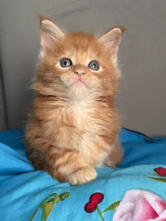 Котята Мейн-кун, фотография 3
