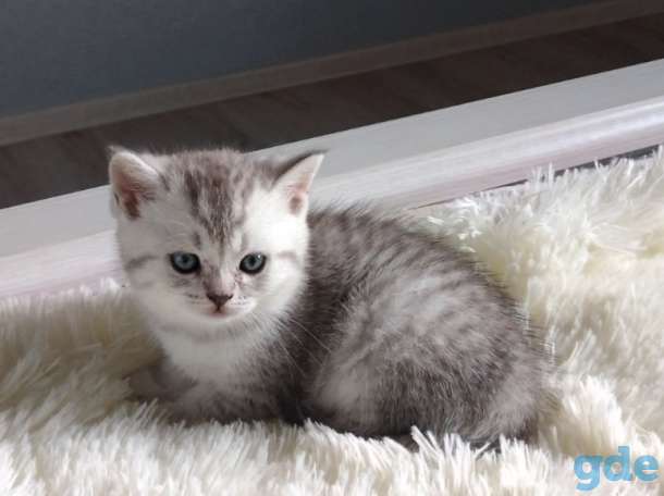 Котята, фотография 1
