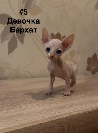 Котята канадского сфинкса браш, резинка, бархат, фотография 5