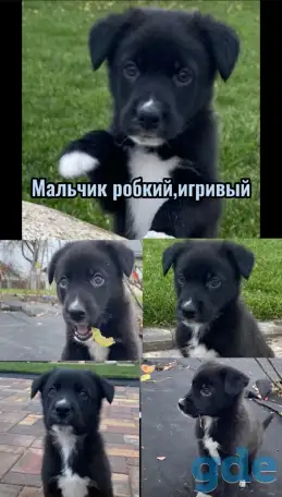 Щенки бесплатно, фотография 2
