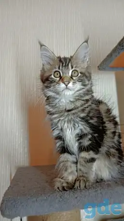 Котята мейн-кун, фотография 1