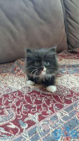 Котята, фотография 1