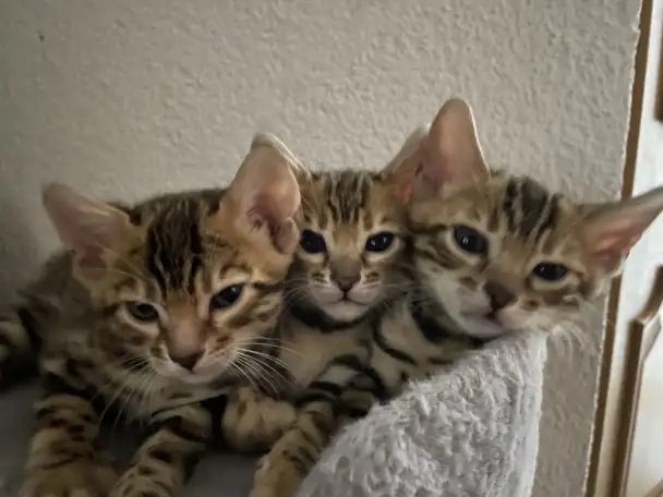 Котята бенгалы, фотография 5