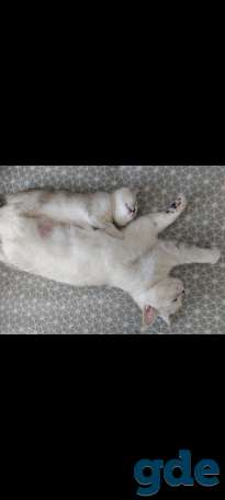 Котята, фотография 5