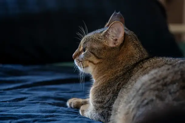 Кошка Малява ищет дом, фотография 6