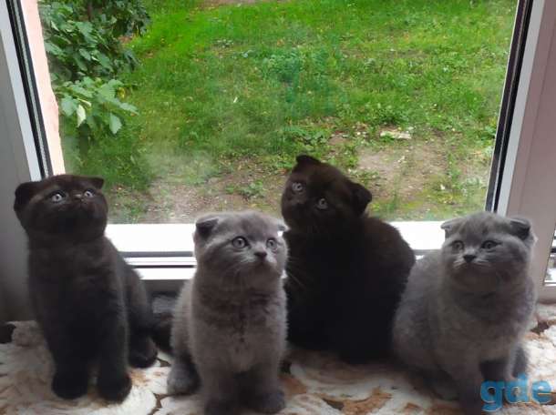 Продам котят, фотография 2