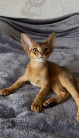 Бенгальский котёнок, мальчик, фотография 4