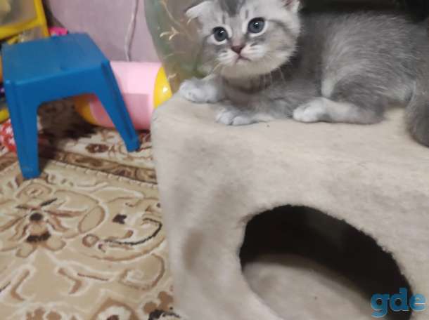 Шотландские котята, фотография 1