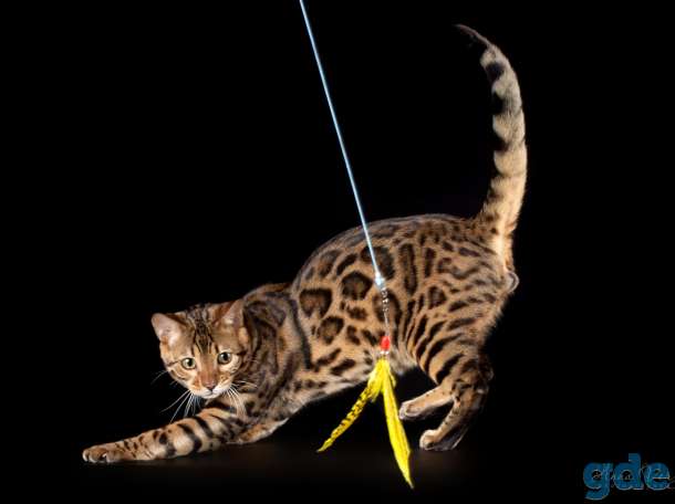 Бенгальские котята из питомника, фотография 6